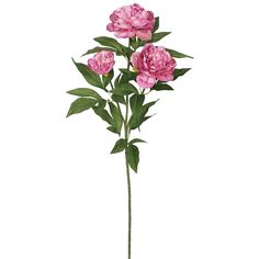 three pink flowers with green leaves in a vase on a white background, isolated against a white backdrop