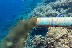 an old pipe laying on the bottom of a coral reef with fish swimming around it