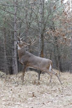 a deer standing in the middle of a forest