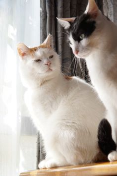 two cats sitting on top of a table next to each other near a window with curtains