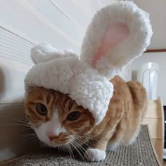 an orange and white cat wearing a bunny hat