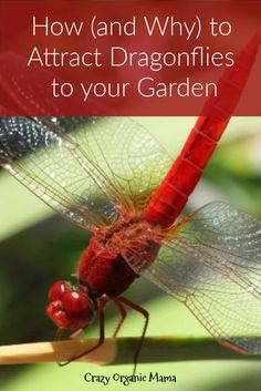 how and why to attract dragonflies to your garden