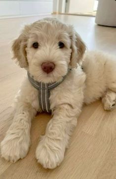 a small white dog laying on top of a wooden floor