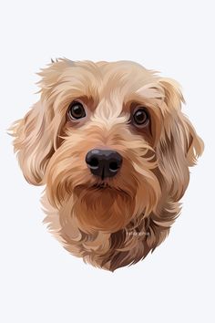 a close up of a dog's face on a white background