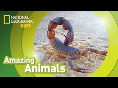 the cover of national geographic kids's amazing animals, featuring a scorpion