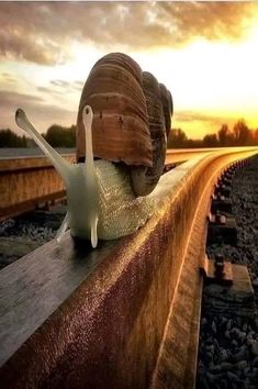 a snail sitting on top of a wooden rail next to train tracks at sunset or dawn