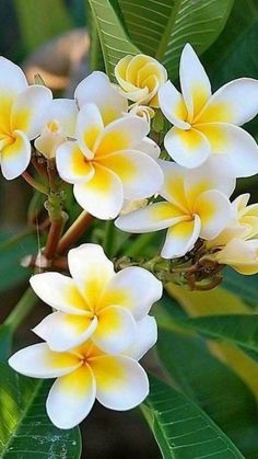 white and yellow flowers with green leaves in the background