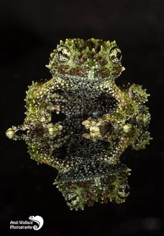 the reflection of a frog's head in water on a black surface with dark background