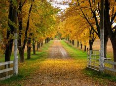 an empty road surrounded by trees with yellow leaves