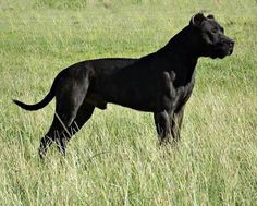 a black dog is standing in the tall grass