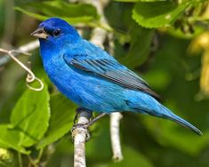 a blue bird sitting on top of a tree branch