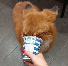 a person holding a cup in front of a dog's face with it's eyes closed