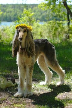 a dog with a flower crown on its head standing in the grass next to a body of water