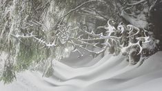 snow covered trees and branches in the woods