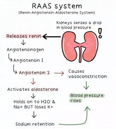 the diagram shows an overview of the organ system