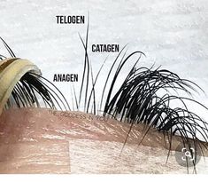 Lash Cycle Hair Growth, Eyelash Cycle, Eyelash Growth Cycle, Short Eyelashes