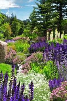 the garden is full of purple and white flowers, with rocks in the foreground