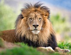 a lion laying down in the grass