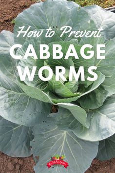 an overhead view of a cabbage plant with the words how to prevent cabbage worms on it