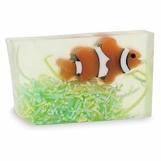 an orange and white clown fish on top of green seaweed in a clear plastic container