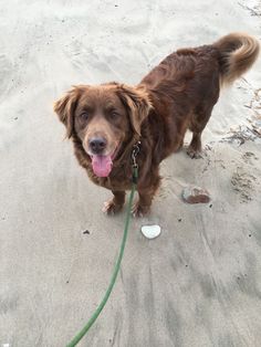 a brown dog standing on top of a sandy beach