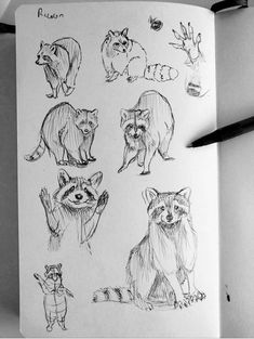 an open notebook with drawings of different animals on the pages, including raccoons and foxes