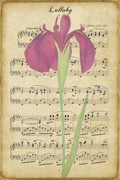 a pink flower sitting on top of sheet music