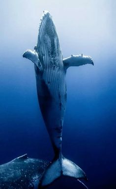 a humpback whale is swimming in the ocean