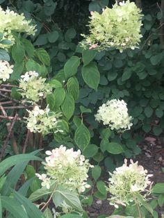 some green and white flowers in the bushes