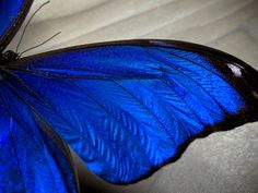 a blue butterfly sitting on top of a white surface