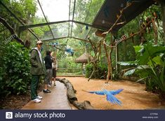 people looking at blue birds in the rainforest with trees and plants behind them, on a rainy day