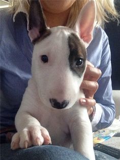 a woman holding a dog in her lap