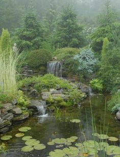 a small pond surrounded by water lilies and greenery in the foggy forest