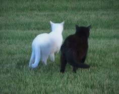 two black and white cats standing in the grass looking at eachother's back