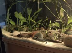 an aquarium filled with plants and rocks in the middle of it's water tank