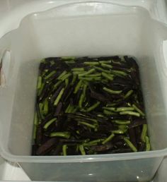 a plastic container filled with lots of green beans