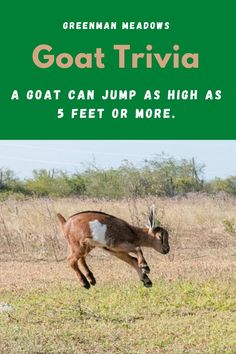 an antelope jumping in the air with text that reads, goat trivia a goat can jump as high as 5 feet or more