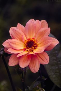 an orange and yellow flower with leaves in the foreground, on a dark background