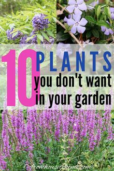 Invasive Plants: 10 Beautiful But Invasive Perennials You Do Not Want In Your Garden Japanese Inspired Garden, Bamboo Species, Wisteria Plant, Peace Garden, Autumn Clematis, Perennial Grasses, Full Sun Plants, Herb Gardening, Sun Perennials