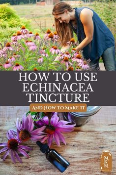 how to use echinacea tincture and how to make it