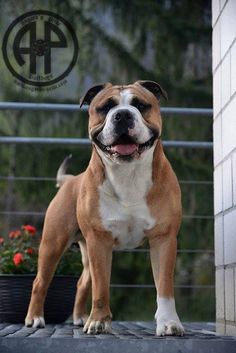 a brown and white dog standing on top of a porch next to a planter