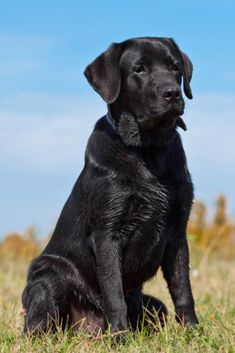 a black dog sitting on top of a grass covered field next to a blue sky