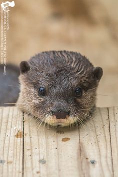 an animal that is sitting on a wooden surface