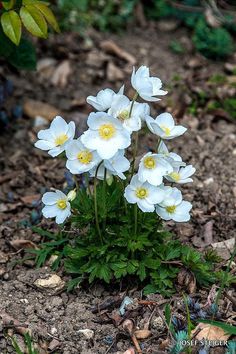 some white flowers are growing in the dirt