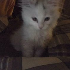 a small white kitten sitting on top of a bed