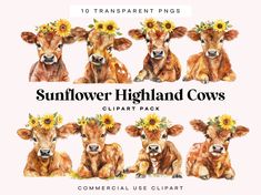 the sunflower highland cows clipart pack is available for commercial use in this package