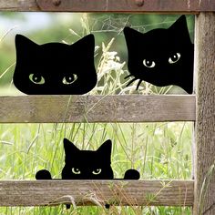 three black cats sitting on top of a wooden fence next to tall grass and weeds