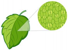 a green leaf and a round object with the same size as it appears to be