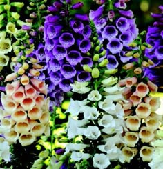 purple and white flowers are growing in the garden