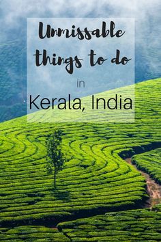 a green tea plantation with the words uninsulated things to do in kerala, india